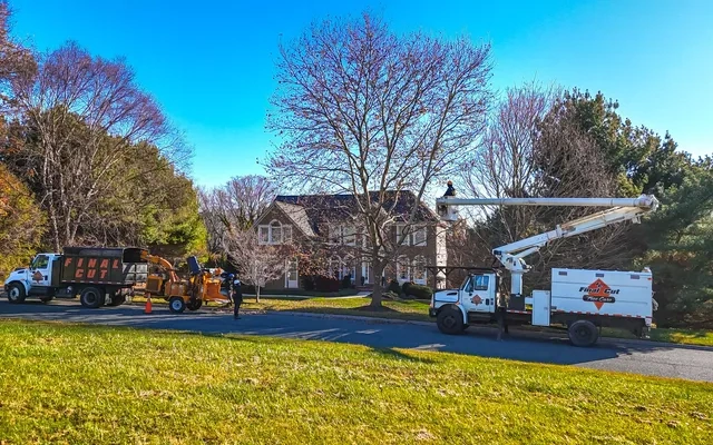 Tree Removal vs Tree Trimming: How to Know Which One Your Yard Actually Needs Tree Removal vs Tree Trimming: How to Know Which One Your Yard Actually Needs