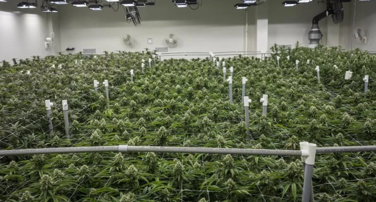 Cannabis and Veterans: How Access Programs Help