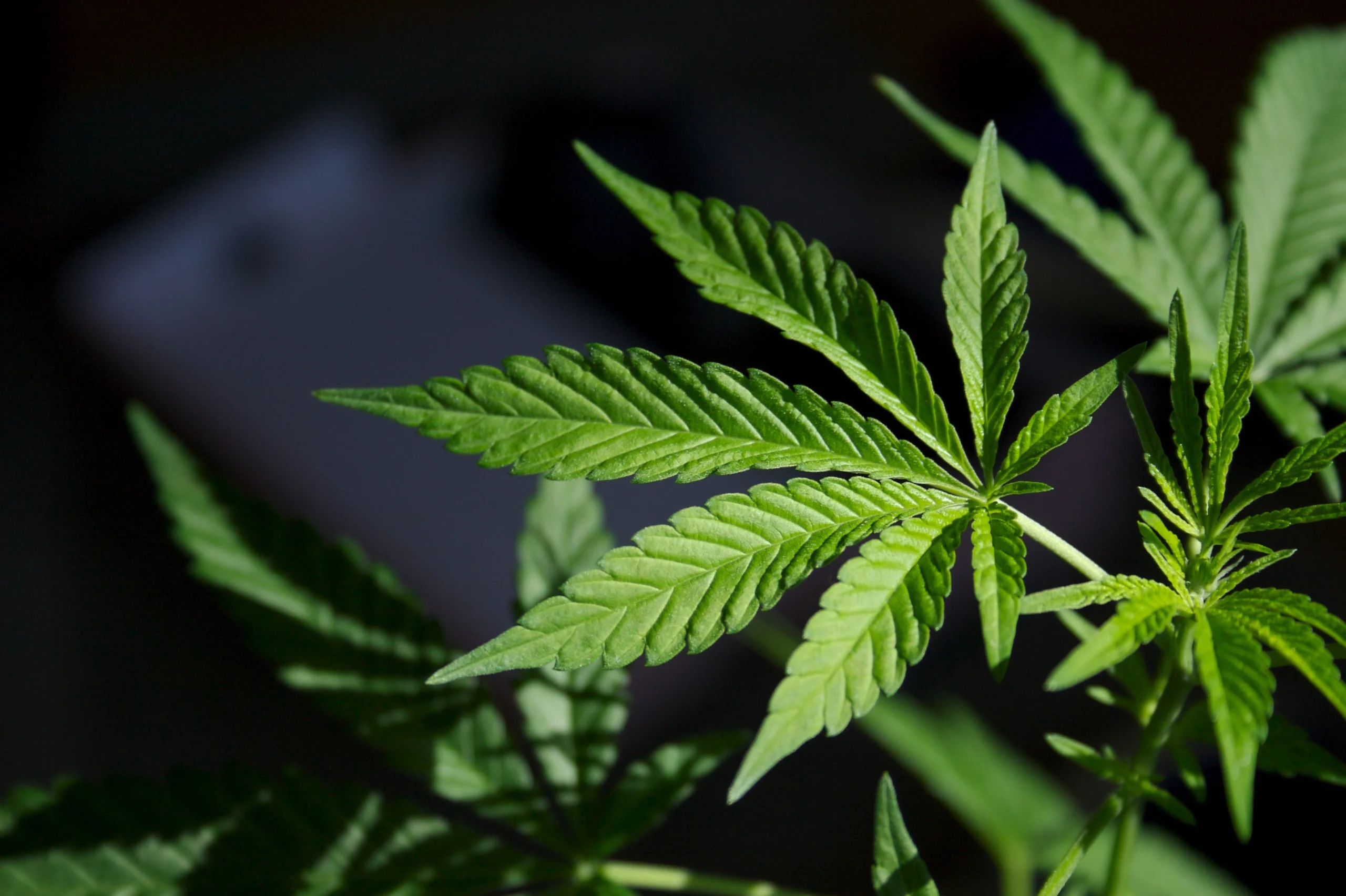Cannabis and Veterans: How Access Programs Help